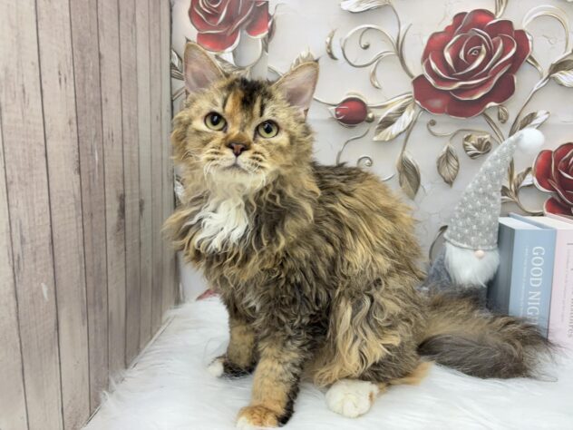 岡山県のセルカークレックス (ワンキャラット アミーゴ高屋店/2025年3月28日生まれ/女の子/ブラウンパッチドタビーホワイト)の子猫の3枚目の画像