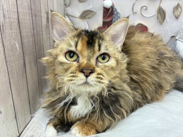 岡山県のセルカークレックス (ワンキャラット アミーゴ高屋店/2025年3月28日生まれ/女の子/ブラウンパッチドタビーホワイト)の子猫の1枚目の画像