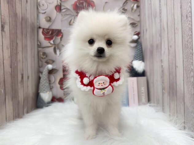 岡山県のポメラニアン (ワンキャラット アミーゴ高屋店/2025年7月31日生まれ/男の子/ホワイト)の子犬の2枚目の画像