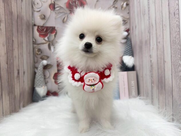 岡山県のポメラニアン (ワンキャラット アミーゴ高屋店/2025年7月31日生まれ/男の子/ホワイト)の子犬の3枚目の画像