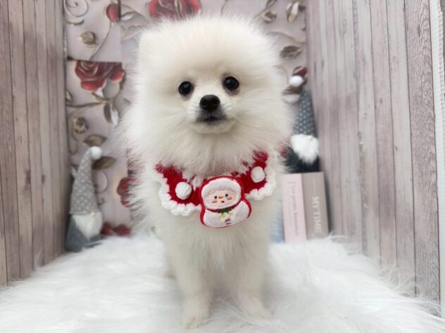 岡山県のポメラニアン (ワンキャラット アミーゴ高屋店/2025年7月31日生まれ/男の子/ホワイト)の子犬の1枚目の画像