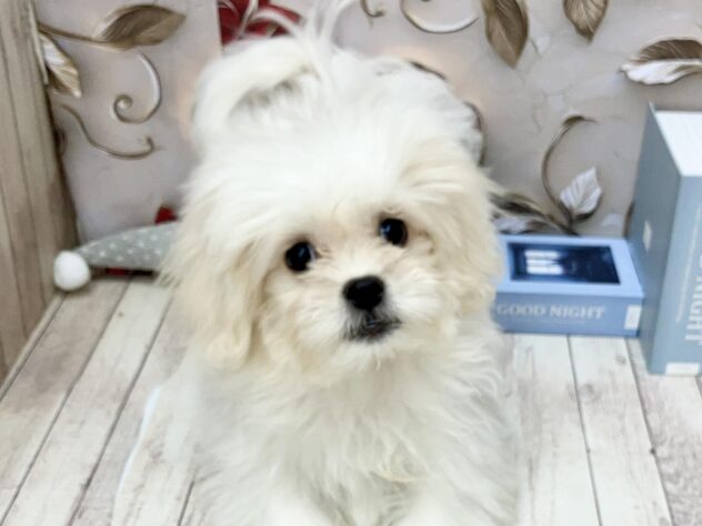 岡山県のハーフ犬・ミックス犬 (ワンキャラット アミーゴ高屋店/2025年7月31日生まれ/女の子/ホワイト)の子犬