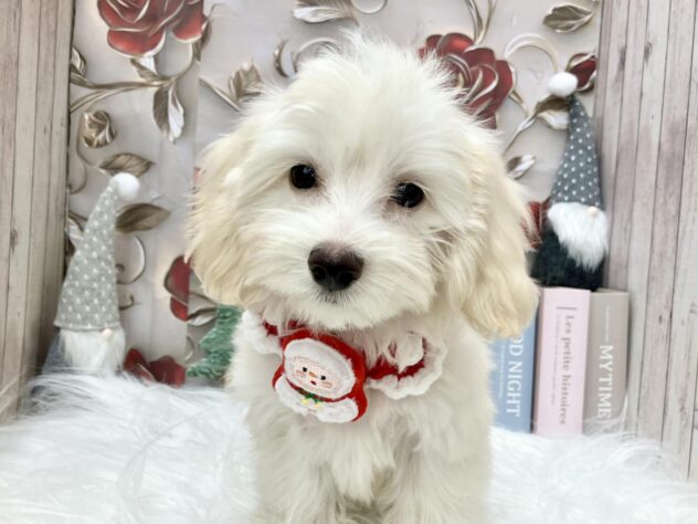 岡山県のハーフ犬・ミックス犬 (ワンキャラット アミーゴ高屋店/2025年8月11日生まれ/男の子/クリーム)の子犬の2枚目の画像