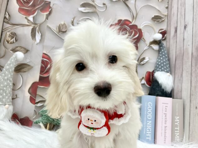 岡山県のハーフ犬・ミックス犬 (ワンキャラット アミーゴ高屋店/2025年8月11日生まれ/男の子/クリーム)の子犬の1枚目の画像