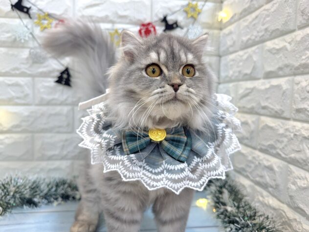 兵庫県のスコティッシュフォールド (ワンキャラット アミーゴ姫路飾磨店/2025年6月10日生まれ/男の子/ブルータビー)の子猫の3枚目の画像