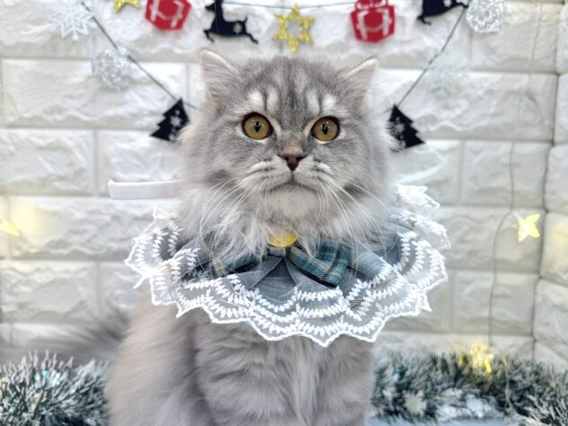 兵庫県のスコティッシュフォールド (ワンキャラット アミーゴ姫路飾磨店/2025年6月10日生まれ/男の子/ブルータビー)の子猫の1枚目の画像