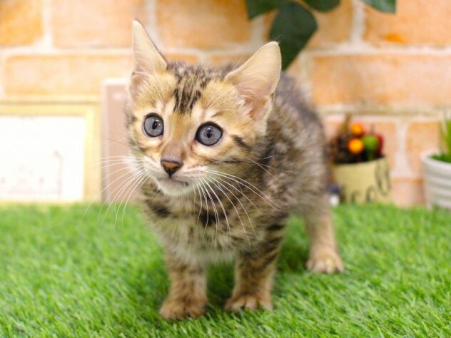 兵庫県のベンガル (ペット・プラザ アミーゴ三田店/2025年9月2日生まれ/女の子/ブラウンスポットタビー)の子猫の3枚目の画像