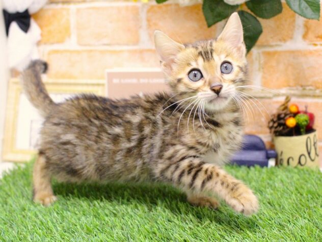 兵庫県のベンガル (ペット・プラザ アミーゴ三田店/2025年9月2日生まれ/女の子/ブラウンスポットタビー)の子猫の2枚目の画像