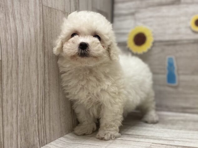 岩手県のビションフリーゼ (アミーゴ一関店/2025年6月10日生まれ/女の子/ホワイト)の子犬