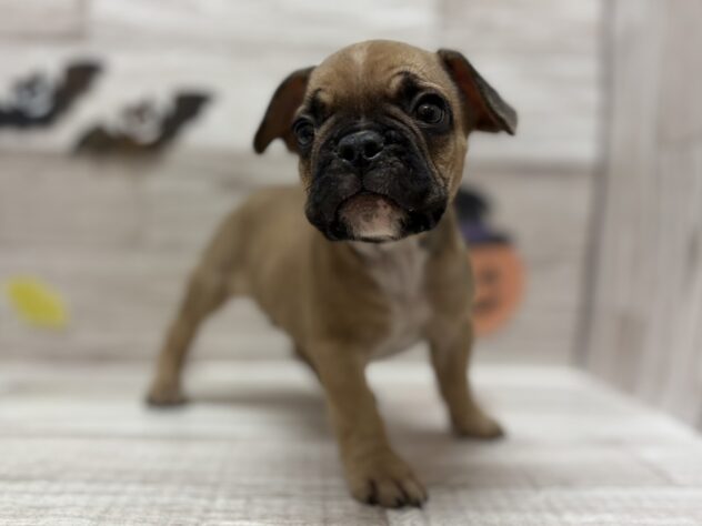 岩手県のフレンチブルドッグ (アミーゴ一関店/2025年9月1日生まれ/男の子/フォーン)の子犬