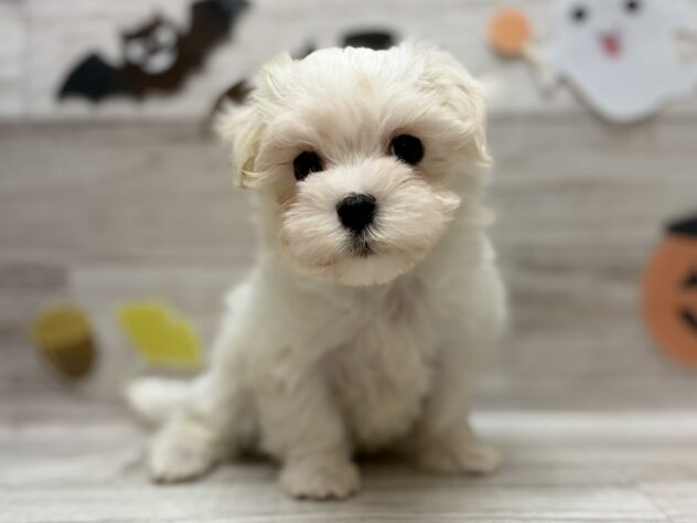 岩手県のマルチーズ (アミーゴ一関店/2025年8月28日生まれ/男の子/ホワイト)の子犬