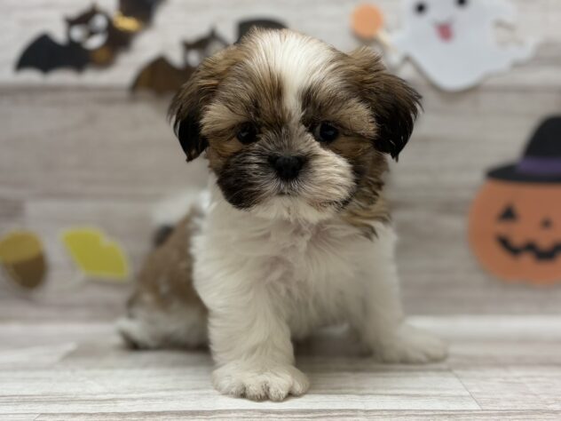 岩手県のシーズー (アミーゴ一関店/2025年8月26日生まれ/男の子/ホワイトゴールド)の子犬