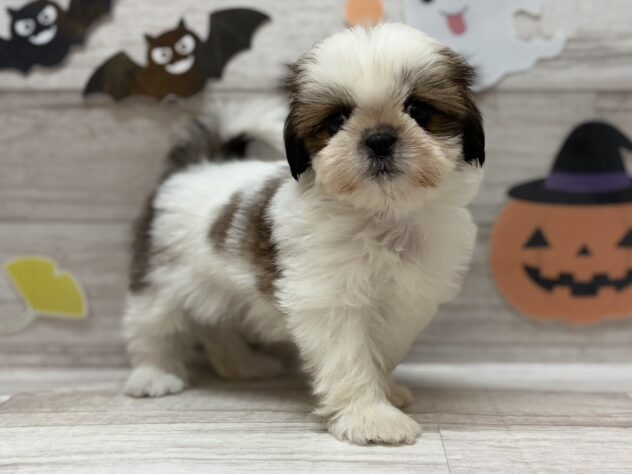 岩手県のシーズー (アミーゴ一関店/2025年8月26日生まれ/男の子/ホワイトゴールド)の子犬