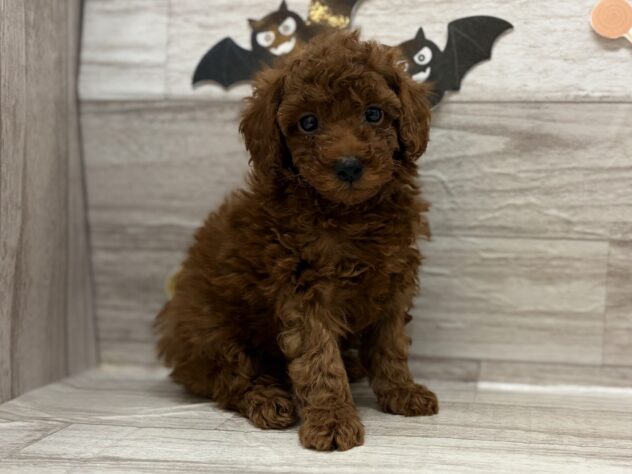 岩手県のトイプードル(トイ) (アミーゴ一関店/2025年8月29日生まれ/男の子/レッド)の子犬