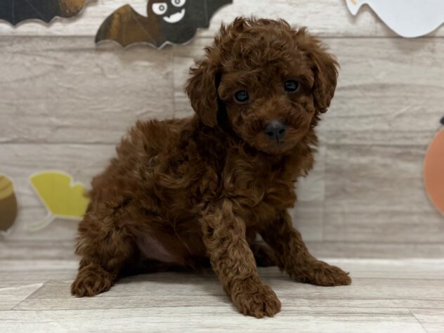 岩手県のトイプードル(トイ) (アミーゴ一関店/2025年8月29日生まれ/男の子/レッド)の子犬