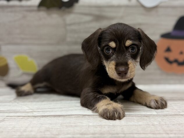 岩手県のハーフ犬・ミックス犬 (アミーゴ一関店/2025年8月20日生まれ/女の子/チョコレートタン)の子犬