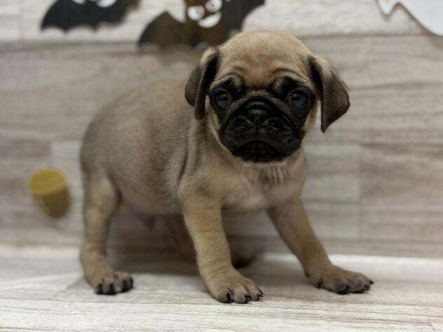 岩手県のパグ (アミーゴ一関店/2025年8月11日生まれ/男の子/フォーン)の子犬