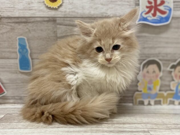 岩手県のノルウェージャンフォレストキャット (アミーゴ一関店/2025年6月25日生まれ/女の子/クリームタビーホワイト)の子猫