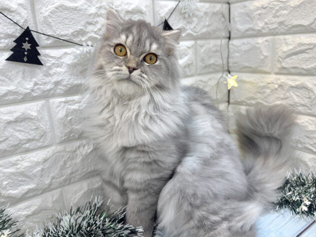 兵庫県のスコティッシュフォールド (ワンキャラット アミーゴ姫路飾磨店/2025年6月10日生まれ/男の子/ブルータビー)の子猫の4枚目の画像