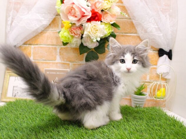 兵庫県のノルウェージャンフォレストキャット (ペット・プラザ アミーゴ三田店/2025年8月29日生まれ/男の子/ブルータビーホワイト)の子猫の3枚目の画像