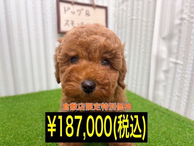 岡山県のトイプードル(トイ) (アミーゴ倉敷店/2025年9月19日生まれ/男の子/レッド)の子犬の1枚目の画像