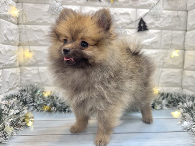 兵庫県のポメラニアン (ワンキャラット アミーゴ姫路飾磨店/2025年8月28日生まれ/女の子/ウルフセーブル)の子犬の4枚目の画像