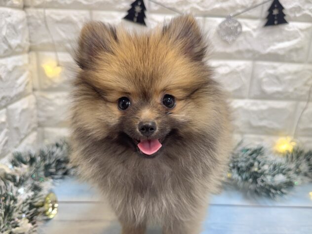 兵庫県のポメラニアン (ワンキャラット アミーゴ姫路飾磨店/2025年8月28日生まれ/女の子/ウルフセーブル)の子犬の1枚目の画像