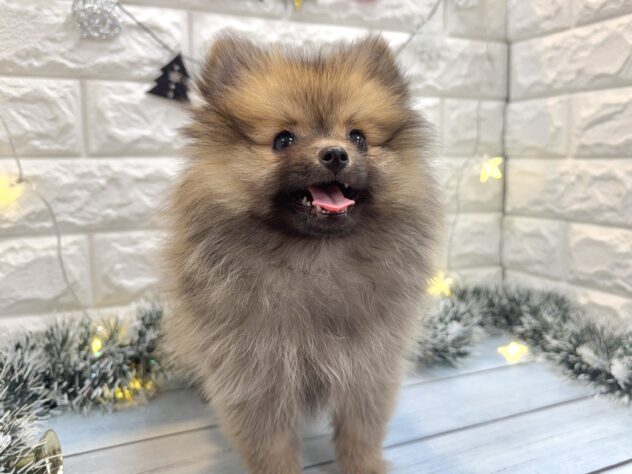 兵庫県のポメラニアン (ワンキャラット アミーゴ姫路飾磨店/2025年8月28日生まれ/女の子/ウルフセーブル)の子犬の3枚目の画像