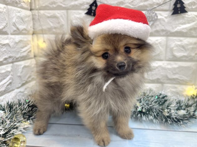 兵庫県のポメラニアン (ワンキャラット アミーゴ姫路飾磨店/2025年8月28日生まれ/女の子/ウルフセーブル)の子犬の2枚目の画像