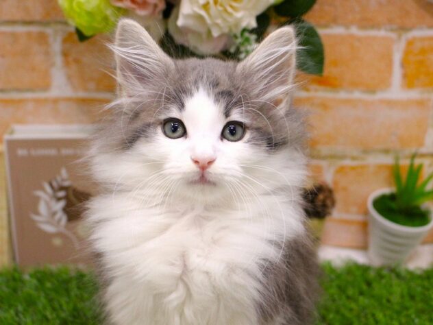 兵庫県のノルウェージャンフォレストキャット (ペット・プラザ アミーゴ三田店/2025年8月29日生まれ/男の子/ブルータビーホワイト)の子猫の1枚目の画像