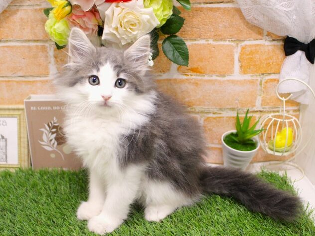 兵庫県のノルウェージャンフォレストキャット (ペット・プラザ アミーゴ三田店/2025年8月29日生まれ/男の子/ブルータビーホワイト)の子猫の2枚目の画像