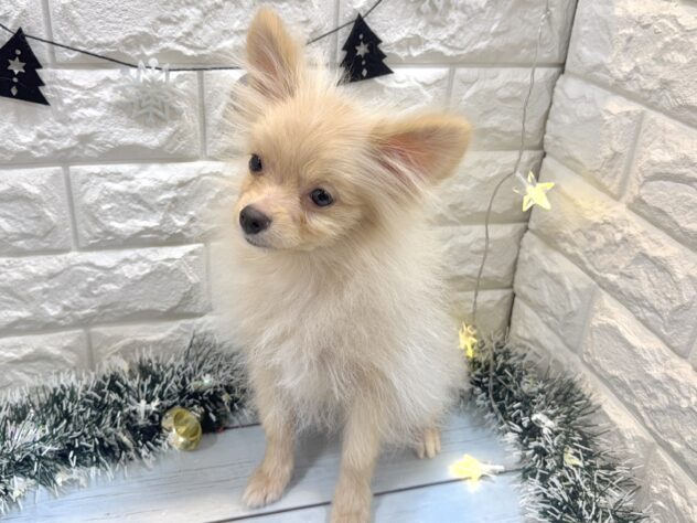 兵庫県のポメラニアン (ワンキャラット アミーゴ姫路飾磨店/2025年6月8日生まれ/男の子/クリーム)の子犬の4枚目の画像