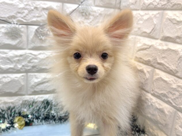 兵庫県のポメラニアン (ワンキャラット アミーゴ姫路飾磨店/2025年6月8日生まれ/男の子/クリーム)の子犬の1枚目の画像