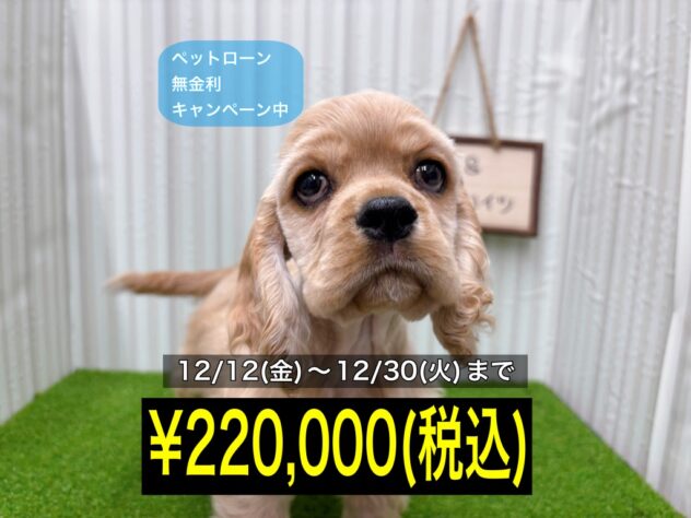 岡山県のアメリカンコッカースパニエル (アミーゴ倉敷店/2025年9月23日生まれ/男の子/バフ)の子犬