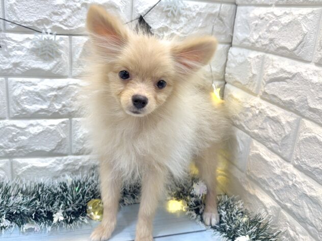 兵庫県のポメラニアン (ワンキャラット アミーゴ姫路飾磨店/2025年6月8日生まれ/男の子/クリーム)の子犬の3枚目の画像