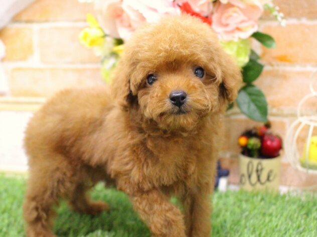 兵庫県のトイプードル(トイ) (ペット・プラザ アミーゴ三田店/2025年9月5日生まれ/男の子/レッドフォーン)の子犬の2枚目の画像