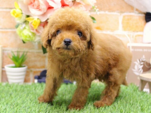 兵庫県のトイプードル(トイ) (ペット・プラザ アミーゴ三田店/2025年9月5日生まれ/男の子/レッドフォーン)の子犬の3枚目の画像