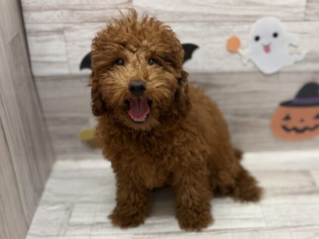 岩手県のトイプードル(トイ) (アミーゴ一関店/2025年6月23日生まれ/女の子/レッド)の子犬