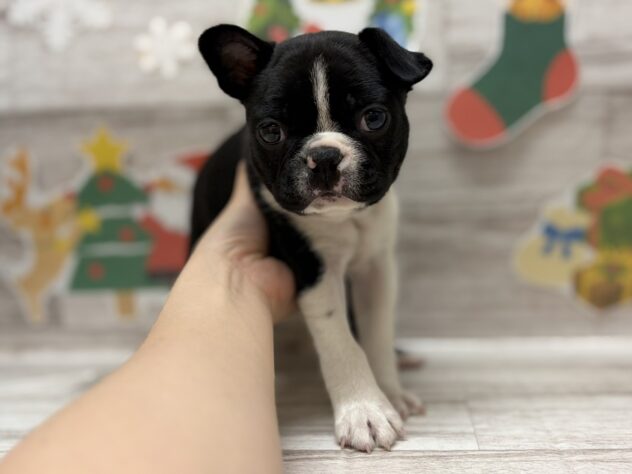 岩手県のボストンテリア (アミーゴ一関店/2025年9月9日生まれ/男の子/ボストンカラー)の子犬