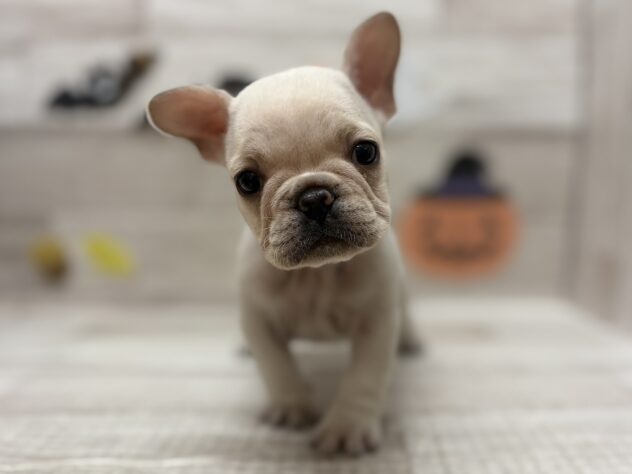 岩手県のフレンチブルドッグ (アミーゴ一関店/2025年8月25日生まれ/女の子/クリーム)の子犬