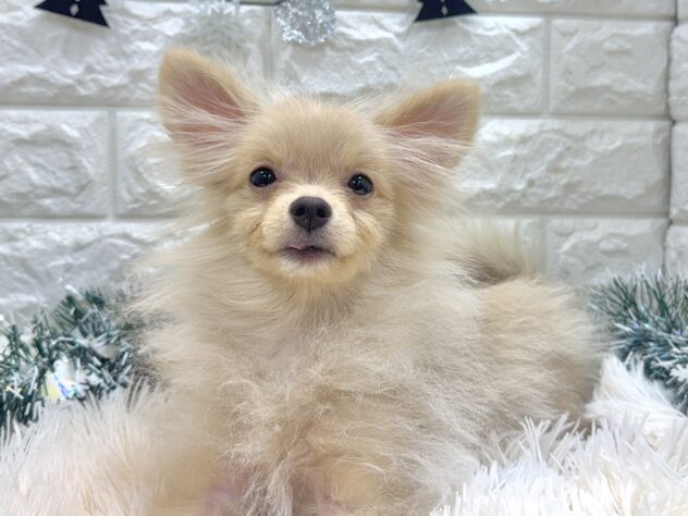 兵庫県のポメラニアン (ワンキャラット アミーゴ姫路飾磨店/2025年6月8日生まれ/男の子/クリーム)の子犬の2枚目の画像