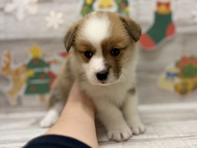 岩手県のウェルシュコーギーペンブローク (アミーゴ一関店/2025年9月24日生まれ/男の子/レッドホワイト)の子犬