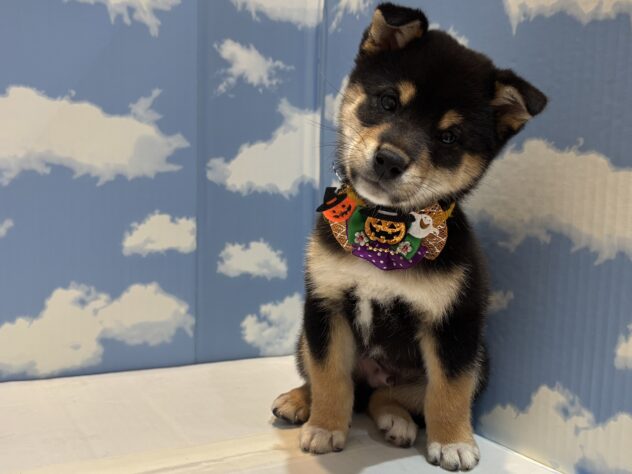 山形県の柴犬(標準サイズ) (アミーゴ山形北店/2025年8月23日生まれ/男の子/黒)の子犬の1枚目の画像