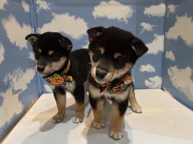 山形県の柴犬(標準サイズ) (アミーゴ山形北店/2025年8月23日生まれ/男の子/黒)の子犬の2枚目の画像