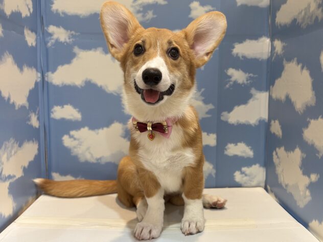 山形県のウェルシュコーギーペンブローク (アミーゴ山形北店/2025年6月2日生まれ/女の子/レッドホワイト)の子犬の1枚目の画像