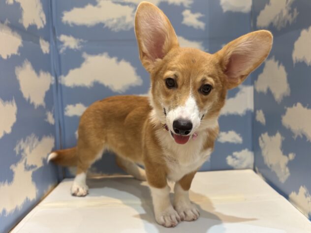 山形県のウェルシュコーギーペンブローク (アミーゴ山形北店/2025年6月2日生まれ/女の子/レッドホワイト)の子犬の2枚目の画像