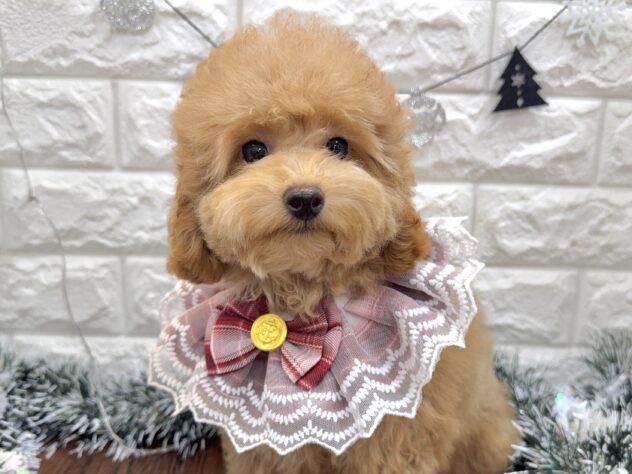 兵庫県のトイプードル(トイ) (ワンキャラット アミーゴ姫路飾磨店/2025年8月3日生まれ/女の子/オレンジフォーン)の子犬の1枚目の画像