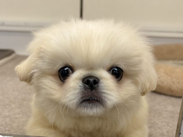 和歌山県のペキニーズ (アミーゴ和歌山太田店/2025年9月27日生まれ/男の子/クリーム)の子犬の1枚目の画像