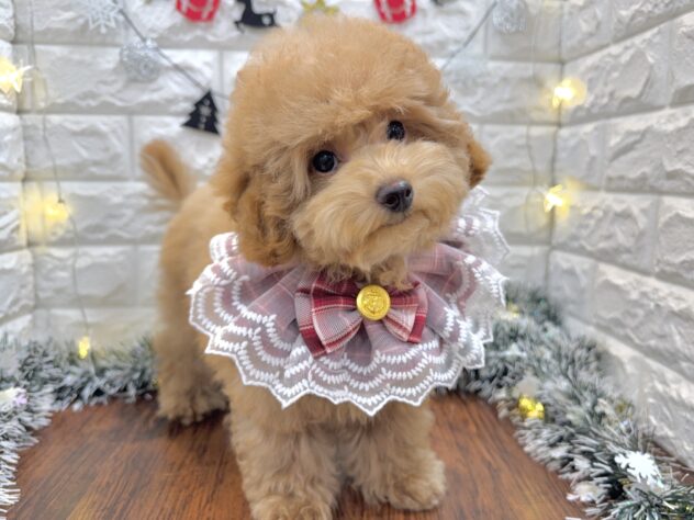 兵庫県のトイプードル(トイ) (ワンキャラット アミーゴ姫路飾磨店/2025年8月3日生まれ/女の子/オレンジフォーン)の子犬の3枚目の画像