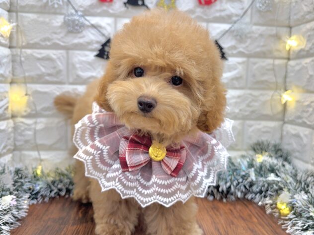 兵庫県のトイプードル(トイ) (ワンキャラット アミーゴ姫路飾磨店/2025年8月3日生まれ/女の子/オレンジフォーン)の子犬の4枚目の画像